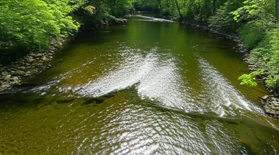 Hình ảnh minh họa bifurcation - Ảnh 1