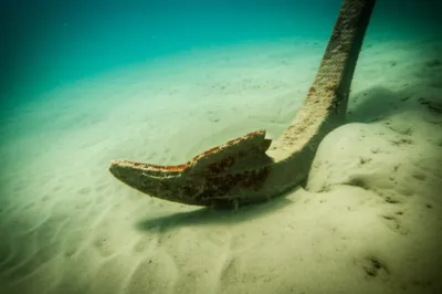 Illustration pea - Image 1