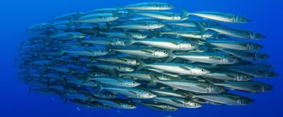 Illustration tailors - Image 1