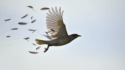 Illustration mews - Image 1