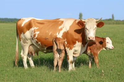 Illustration dams - Image 1