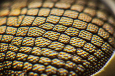 Illustration facet - Image 1