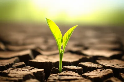 Illustration emerging - Image 1