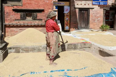 Illustration unhusked