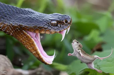 Illustration fang - Image 1