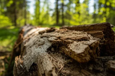 Illustration touchwood - Image 1