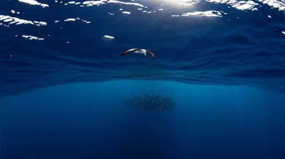 Illustration pelagic - Image 1