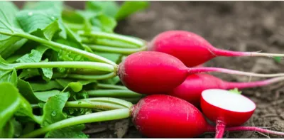 Illustration radishes