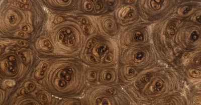 Illustration fig - Image 1