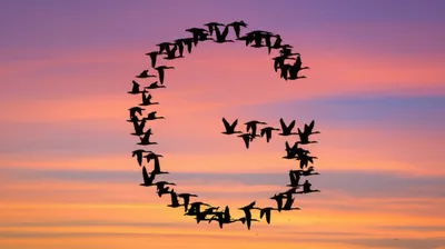 Hình ảnh minh họa gees - Ảnh 1