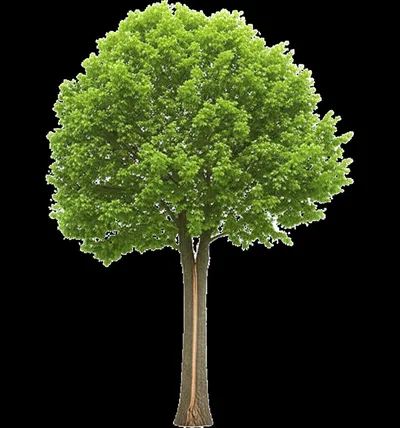 Illustration dichotomous