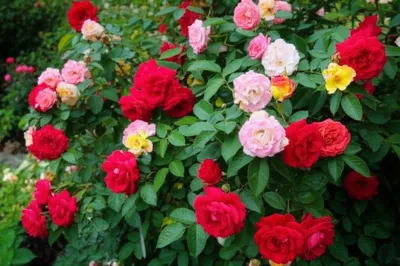 Illustration rose - Image 1