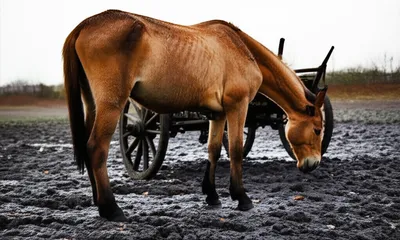 Illustration rips - Image 1