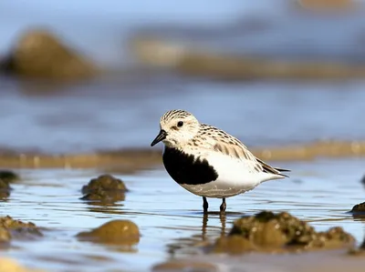 Illustration dunlin - Image 1