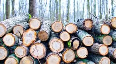 Illustration scale - Image 3