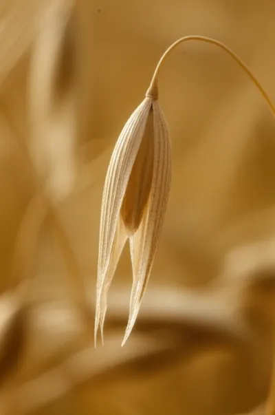 Illustration glume - Image 1