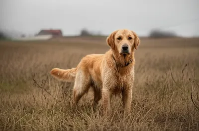 Illustration stray - Image 1