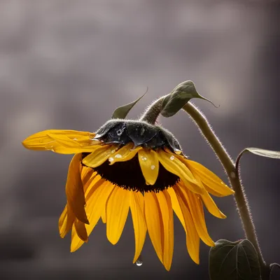 Illustration melted - Image 1