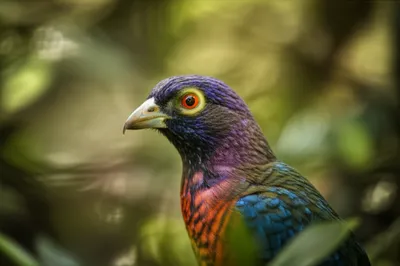 Illustration lores - Image 1