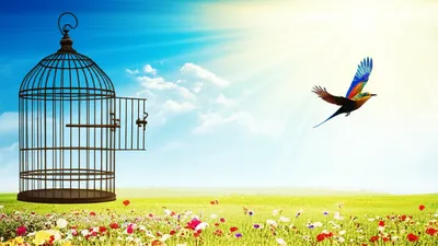 Illustration liberation