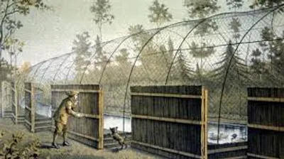 Illustration decoy - Image 2