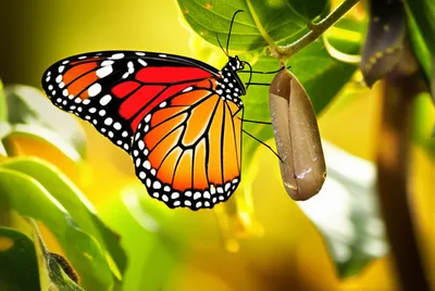 Illustration reborn - Image 1