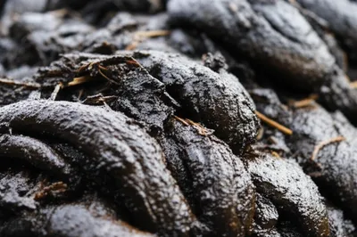 Illustration mucks - Image 1