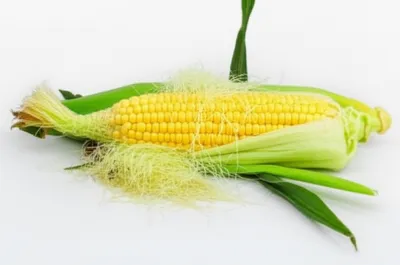 Illustration husked - Image 1