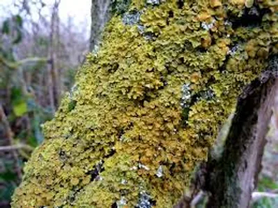 Illustration lichen - Image 2