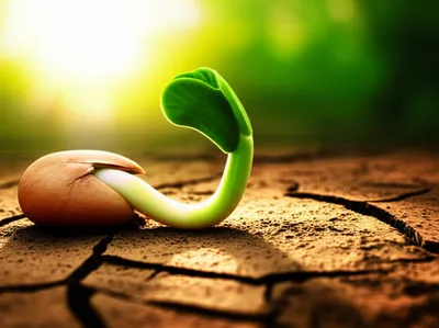 Hình ảnh minh họa gat - Ảnh 1