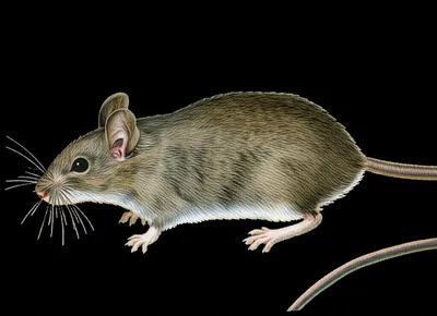 Illustration mouse - Image 1