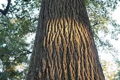 Illustration stem - Image 2