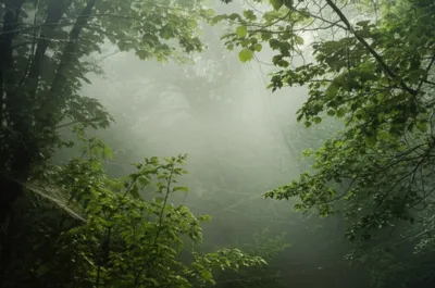 Illustration damp - Image 1