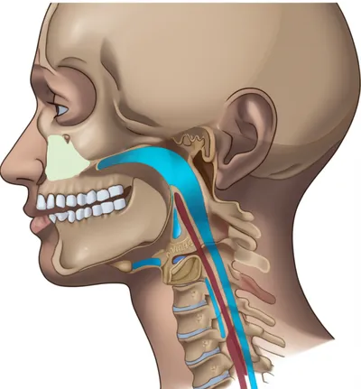 Illustration nasopharynx