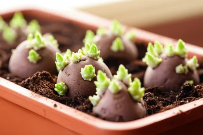 Illustration chitted - Image 1