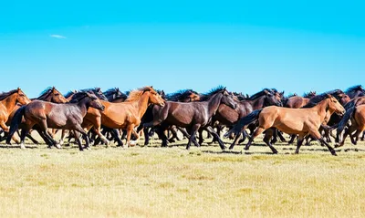 Illustration unfenced - Image 1