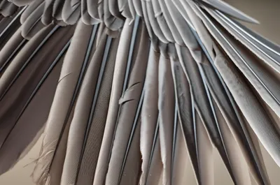 Illustration covert - Image 1