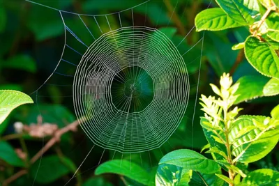 Illustration webbing