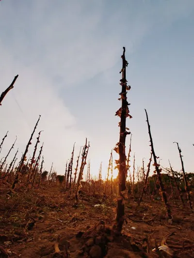 Illustration yielded - Image 2