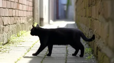 Illustration prowls - Image 1