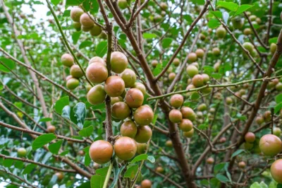 Illustration jujubes - Image 1