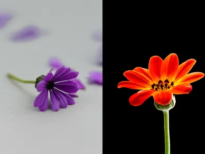 Illustration dwindled - Image 1