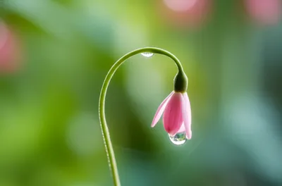 Illustration softest - Image 1