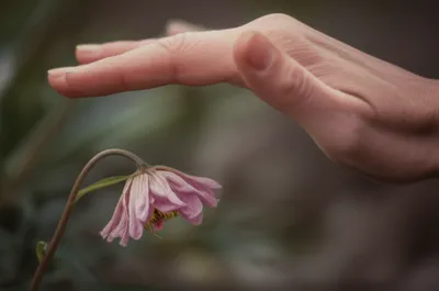 Illustration immunosuppressive - Image 1