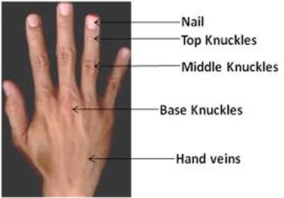 Illustration knuckle - Image 2