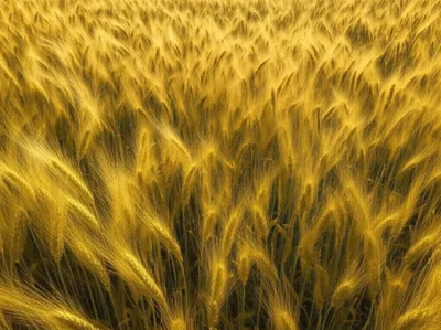 Illustration crisped - Image 1