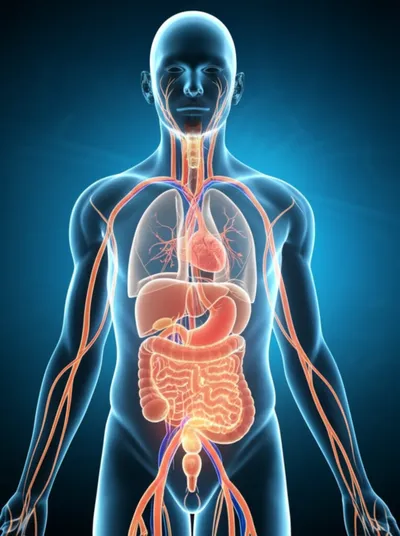 Illustration physiological