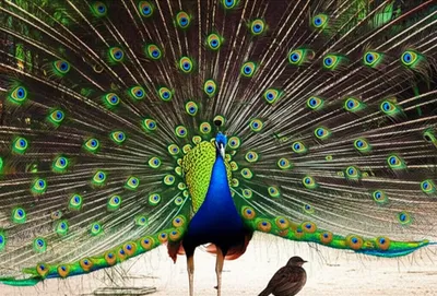 Illustration flex - Image 1