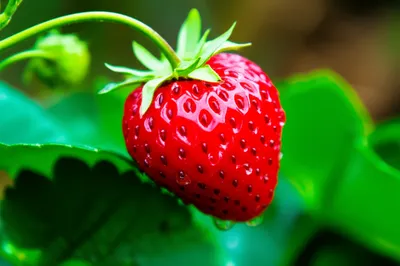 Illustration fresh - Image 1