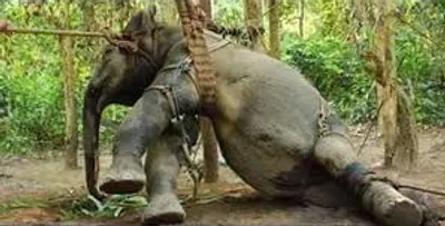 Illustration wild - Image 4